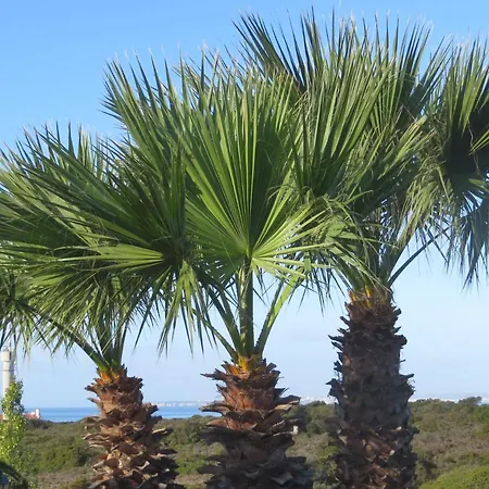Three Palms * פראגודו