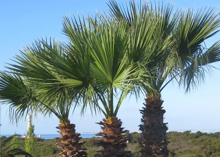 Three Palms * 费拉古多